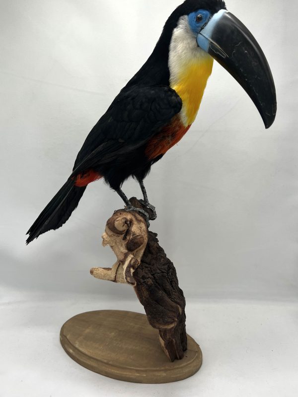 Chanel Billed Toucan
