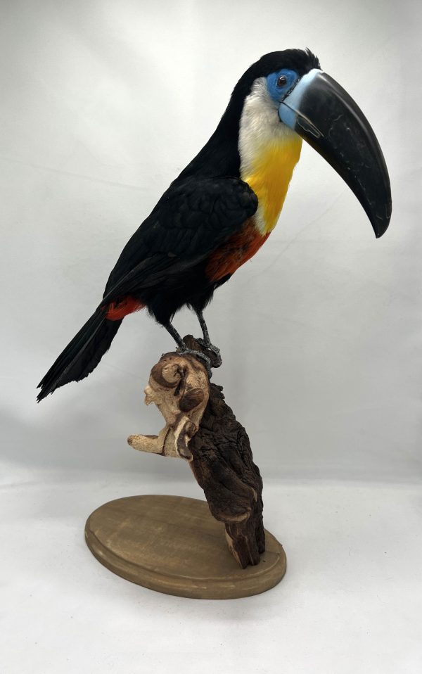 Chanel Billed Toucan