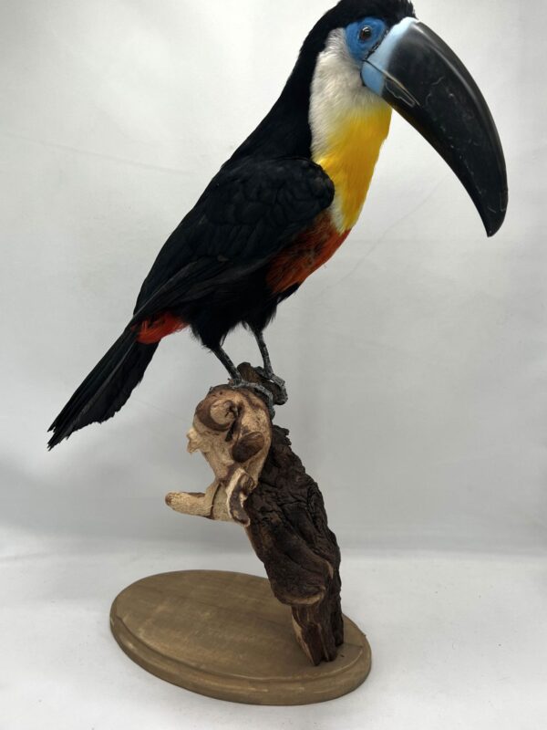 Chanel Billed Toucan - Ramphastos vitellinus