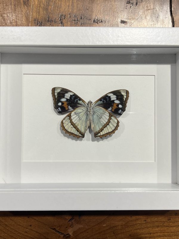 Schrenck's Emperor Butterfly - Ventral Side In White Box Frame