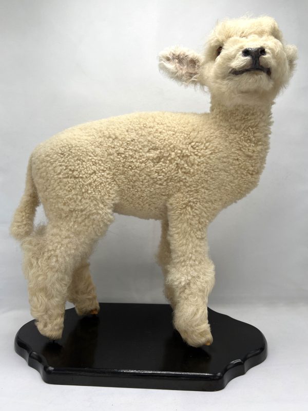Franken' Lamb