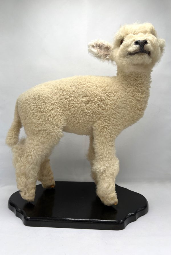 Franken' Lamb