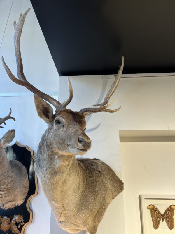 Fallow Deer Shoulder Mount