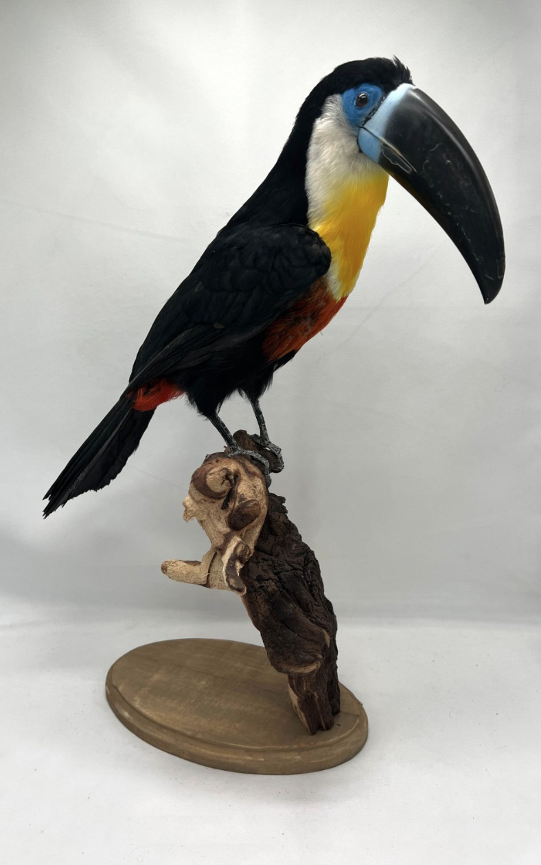 Chanel Billed Toucan - Ramphastos vitellinus - Image 4