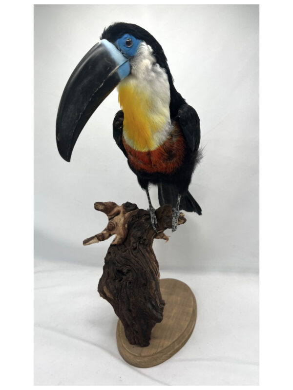 Chanel Billed Toucan - Ramphastos vitellinus