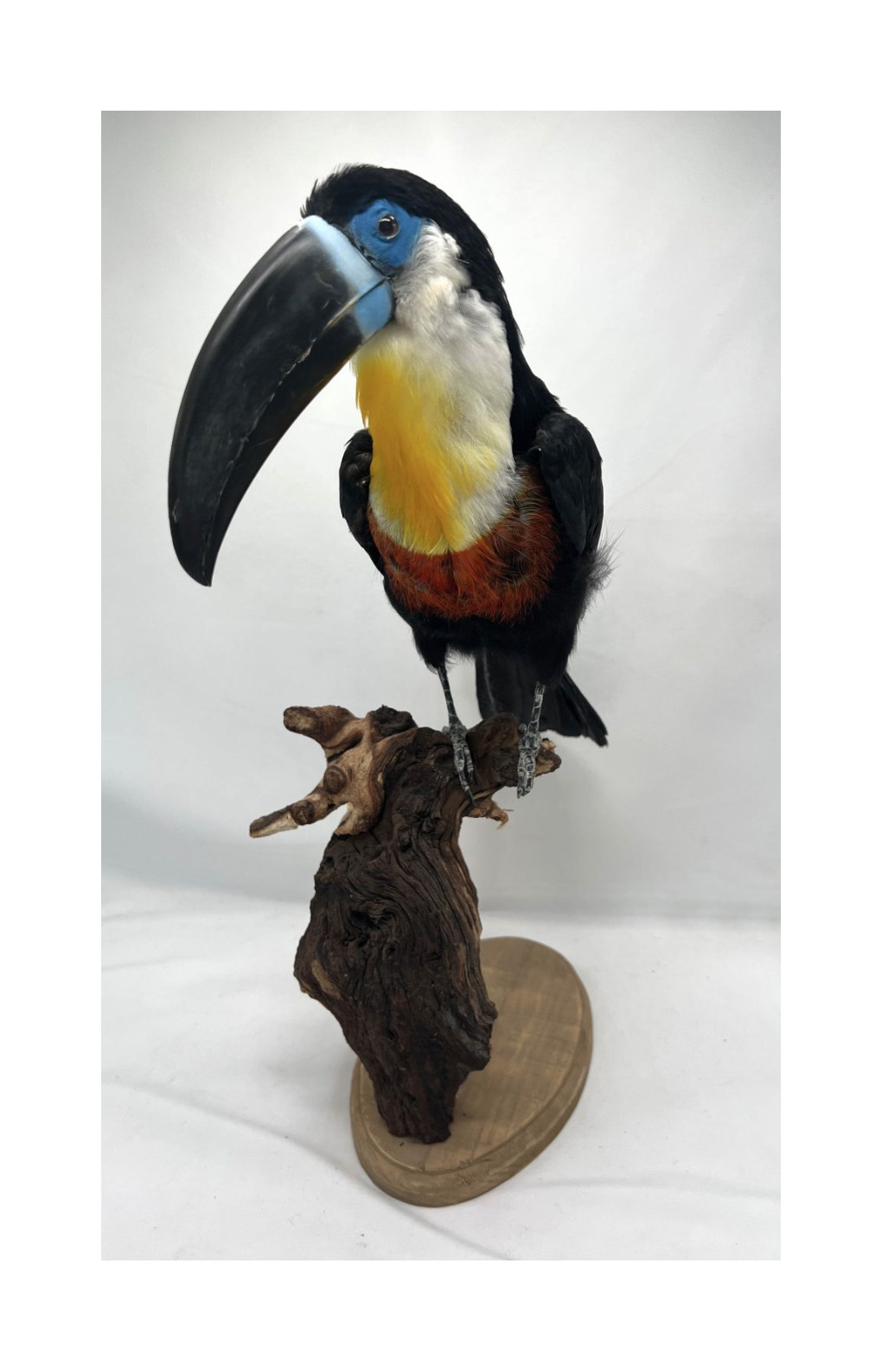 Chanel Billed Toucan - Ramphastos vitellinus