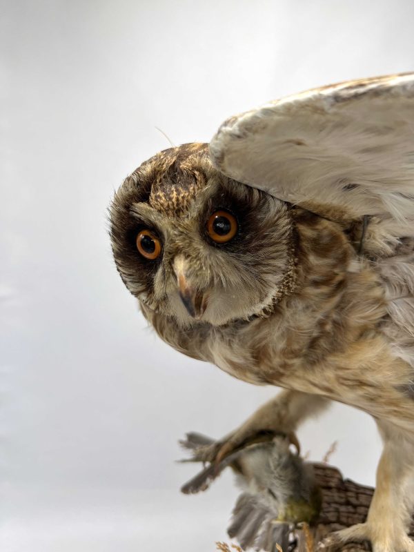 Antique Little Owl (c.1910's) Remounted on Totara Fence Post