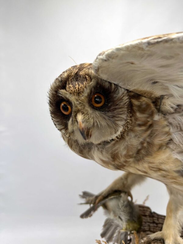 Antique Little Owl (c.1880's) Remounted on Totara Fence Post