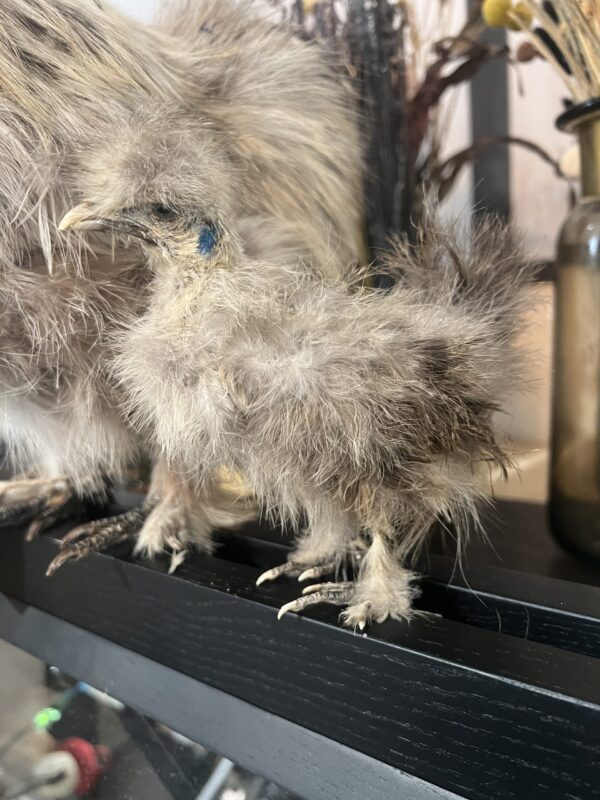 Grey Silkie Chick