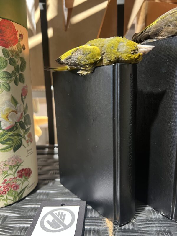 Greenfinch on Book (small) - Antoinette Ratcliffe