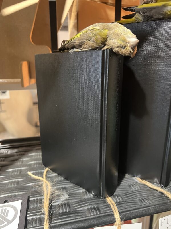 Greenfinch on Book (medium) - Antoinette Ratcliffe