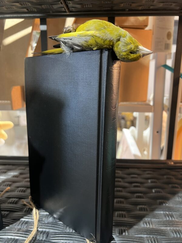 Greenfinch on Book (large) - Antoinette Ratcliffe