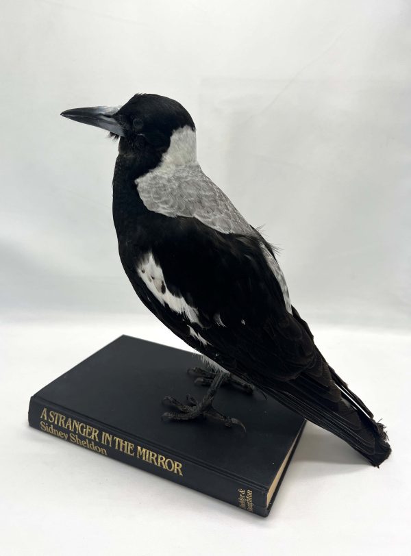 Australian Magpie on Book