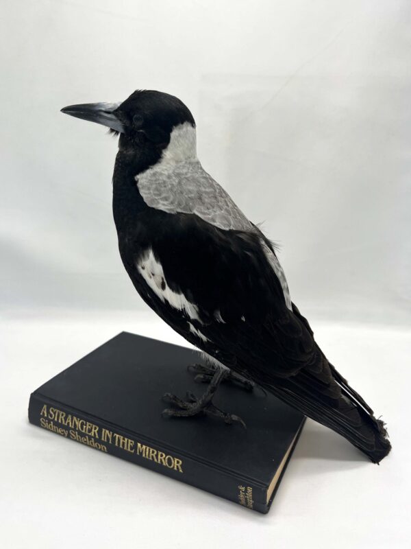 Australian Magpie on Book