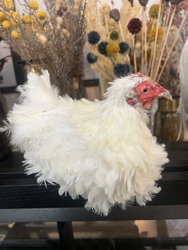 White Frizzle Sitting Chicken
