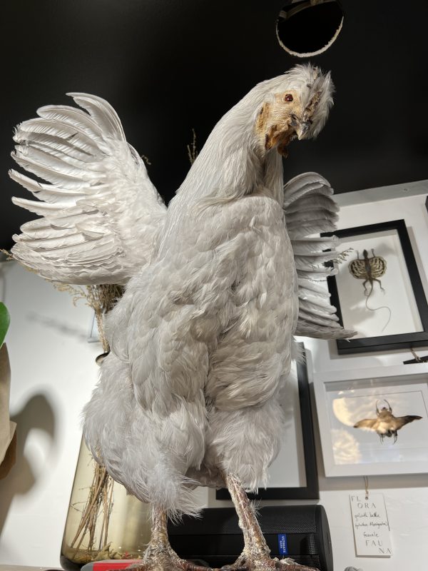 Silver Rooster - Wings Spread
