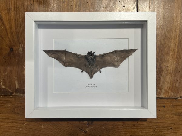 House Bat in White Frame - myotis lucifugus