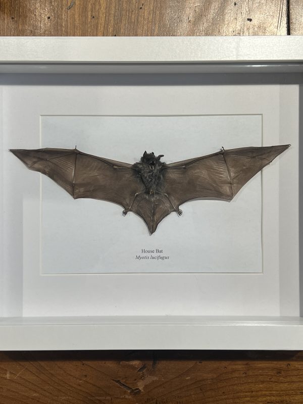 House Bat in White Frame - myotis lucifugus