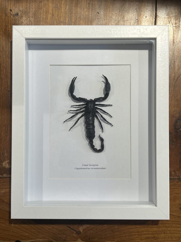 Giant Scorpion in White Frame - Gigantometrus swammerdami