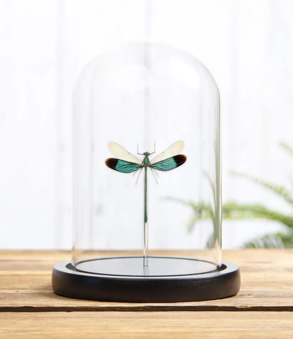 Stream Glory Damselfly in Glass Dome