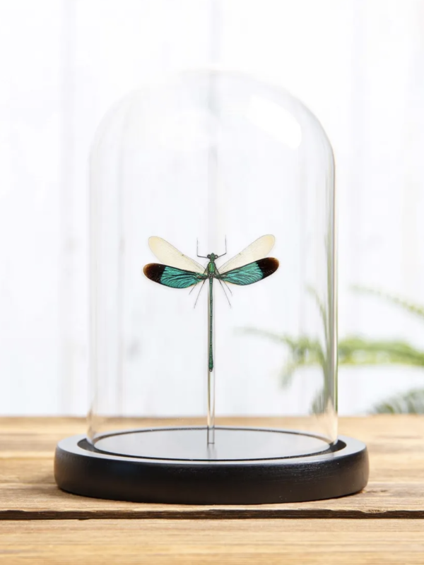 Stream Glory Damselfly in Glass Dome