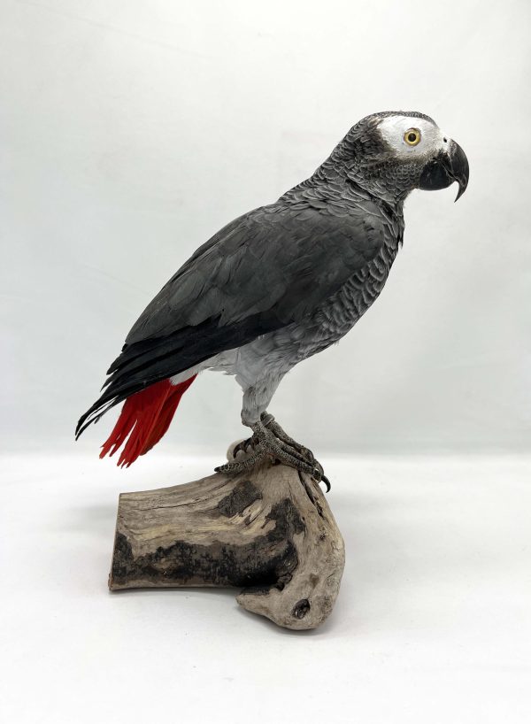African Grey Parrot