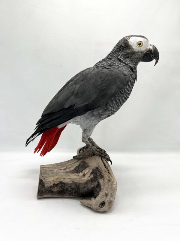 African Grey Parrot
