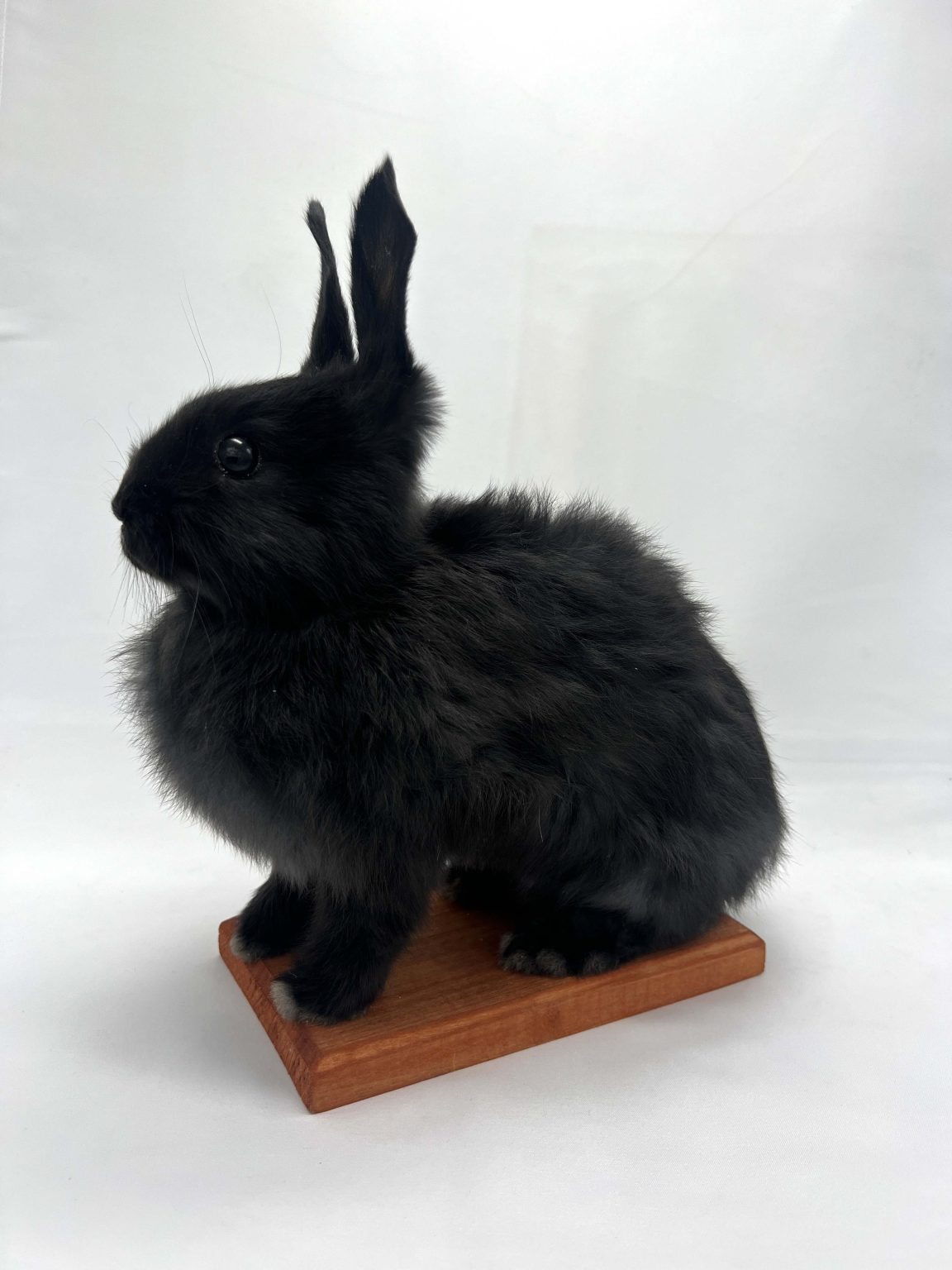 Black Dwarf Bunny Rabbit