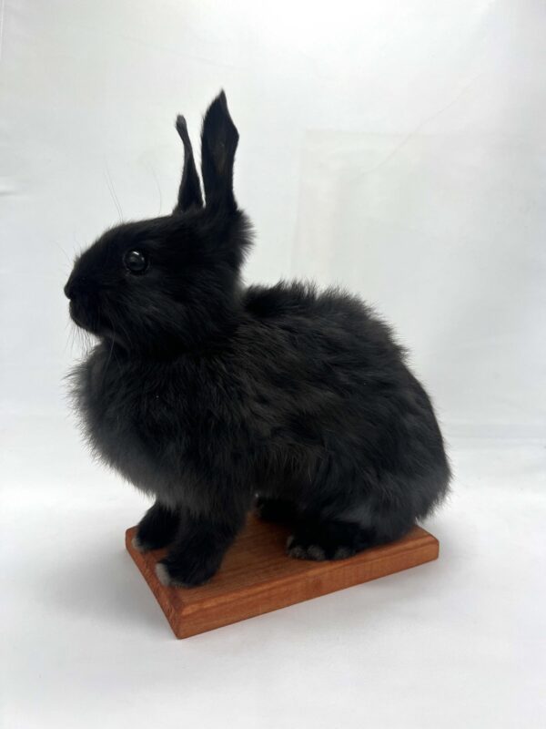Black Dwarf Bunny Rabbit