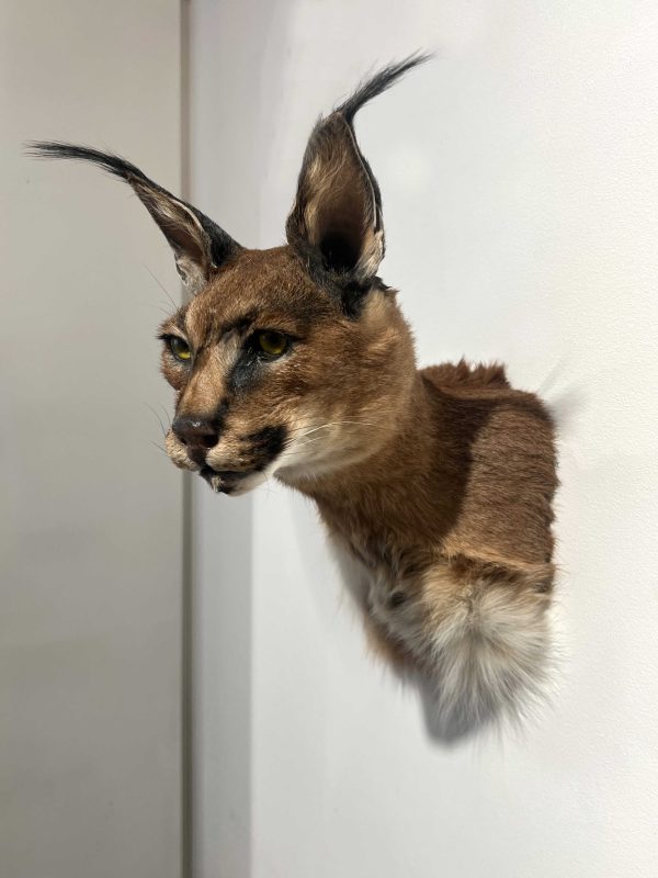 Caracal Head Mount