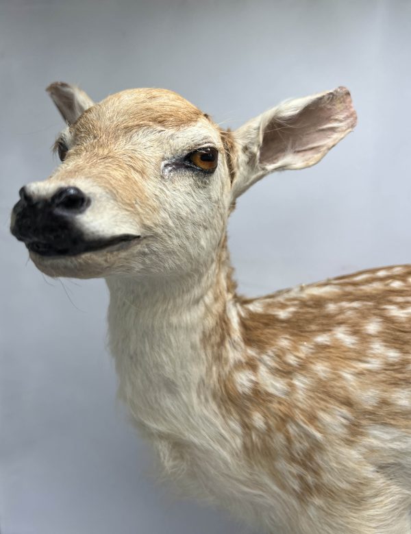 Fallow Deer Fawn