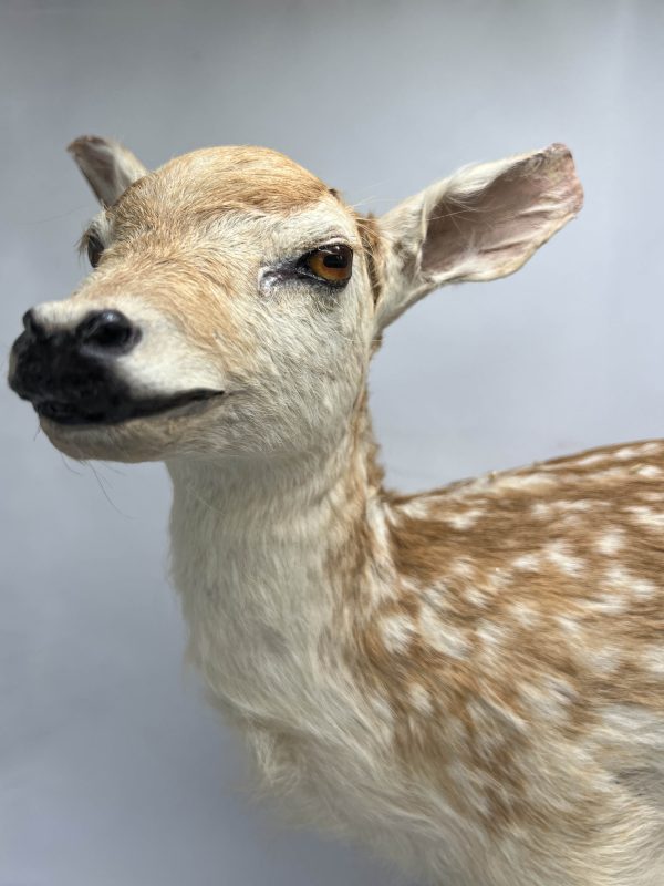Fallow Deer Fawn