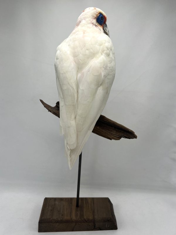 Long-Billed Corella