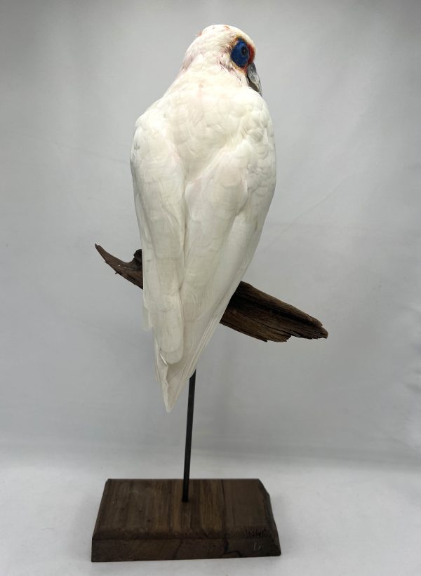 Long-Billed Corella