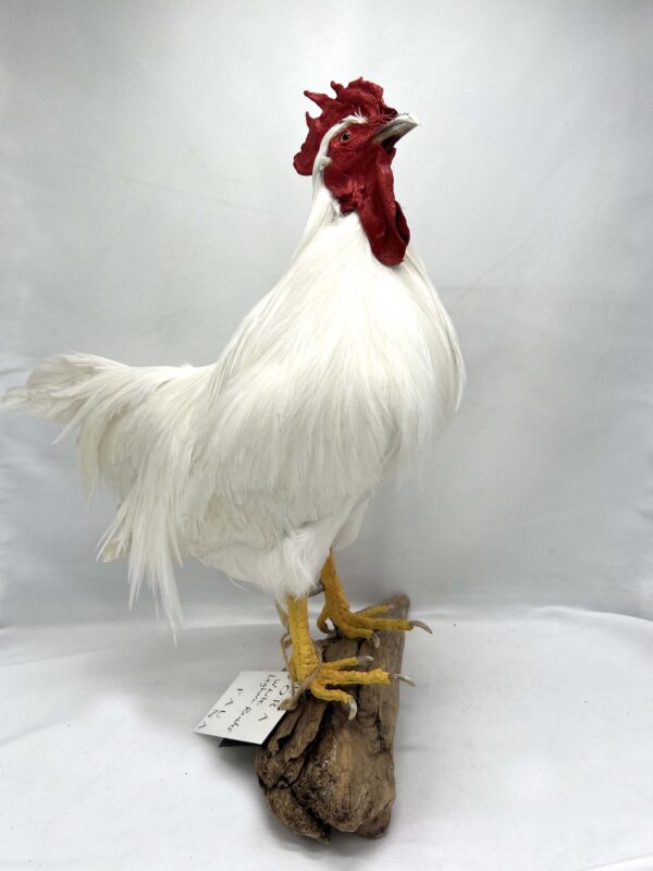 White Leghorn Rooster