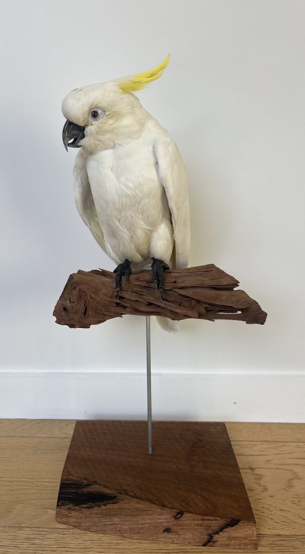 Sulpher Crested Cockatoo - 'Nearly Neil'