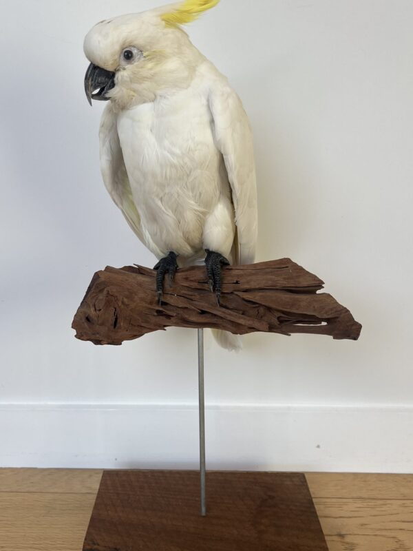 Sulpher Crested Cockatoo - 'Nearly Neil'