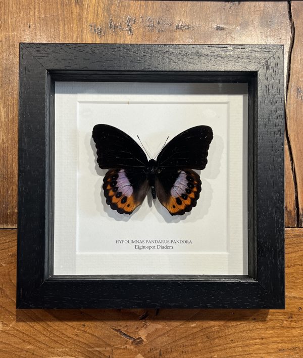 Black Frame Eight Spotted Diadem