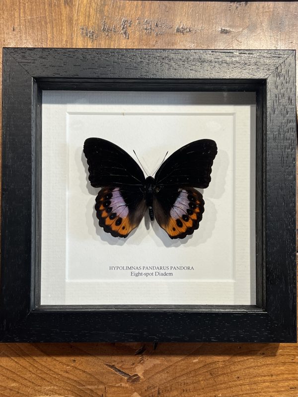 Black Frame Eight Spotted Diadem