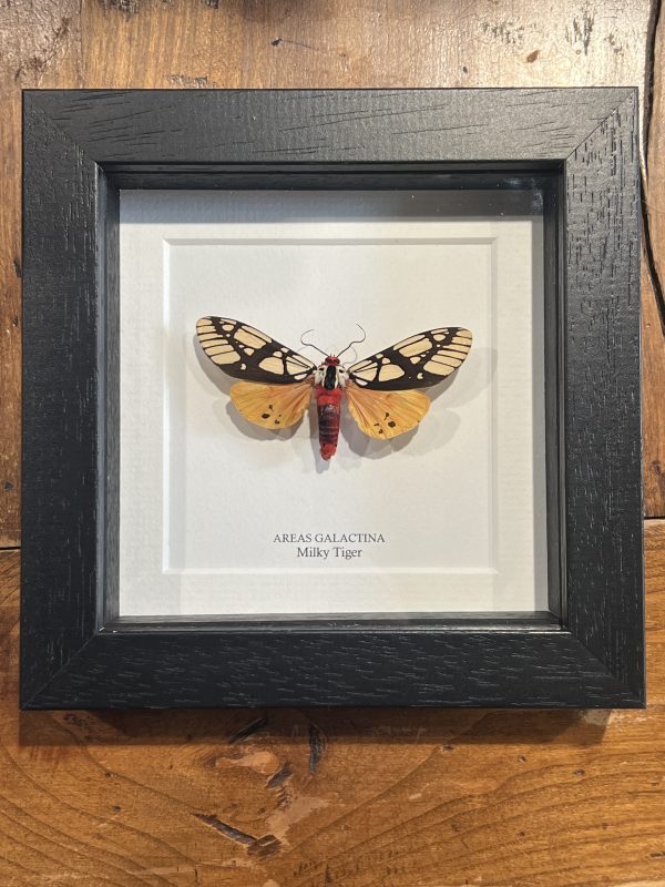 Milk Tiger Moth - Areas galactina