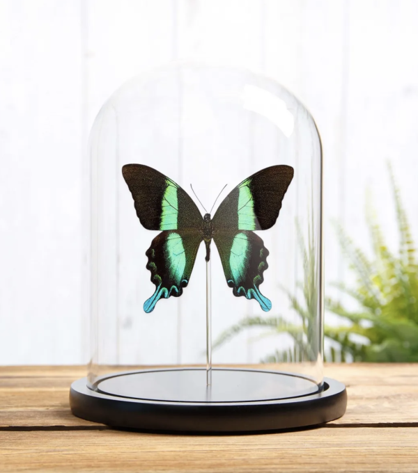 The Peacock Butterfly in Glass Dome