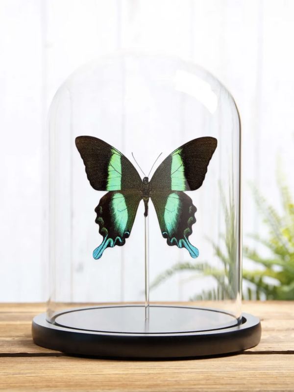The Peacock Butterfly in Glass Dome