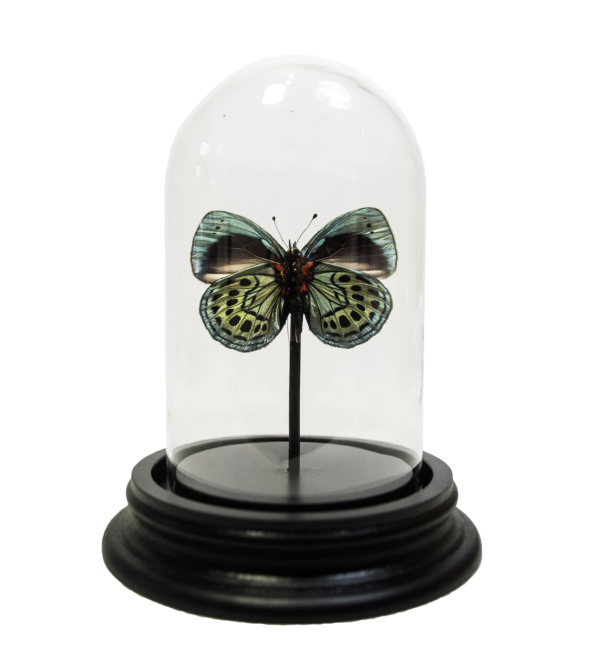 Leprieurs Glory Butterfly in Small Dome