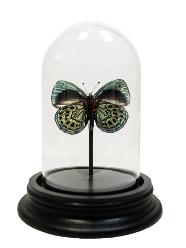 Leprieurs Glory Butterfly in Small Dome