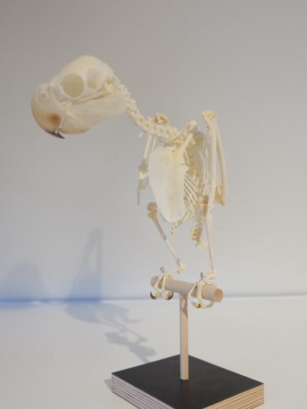 Female Black Cockatoo Skeleton