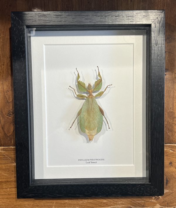 Leaf Insect - phyllium westwoodii