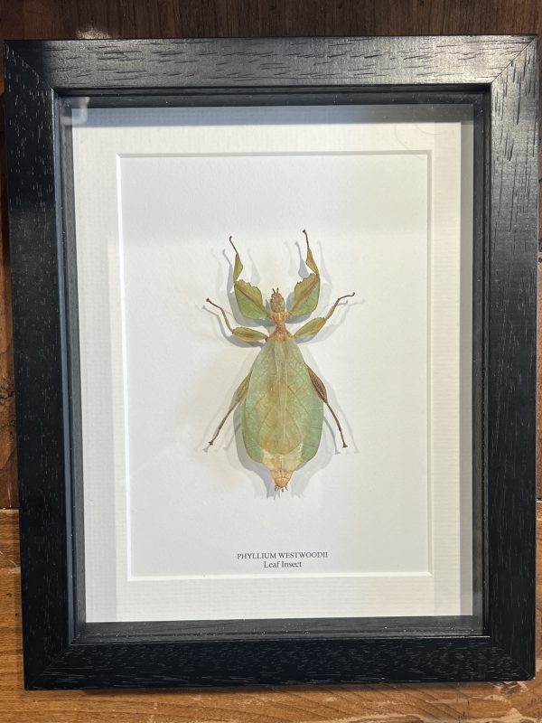 Leaf Insect - phyllium westwoodii
