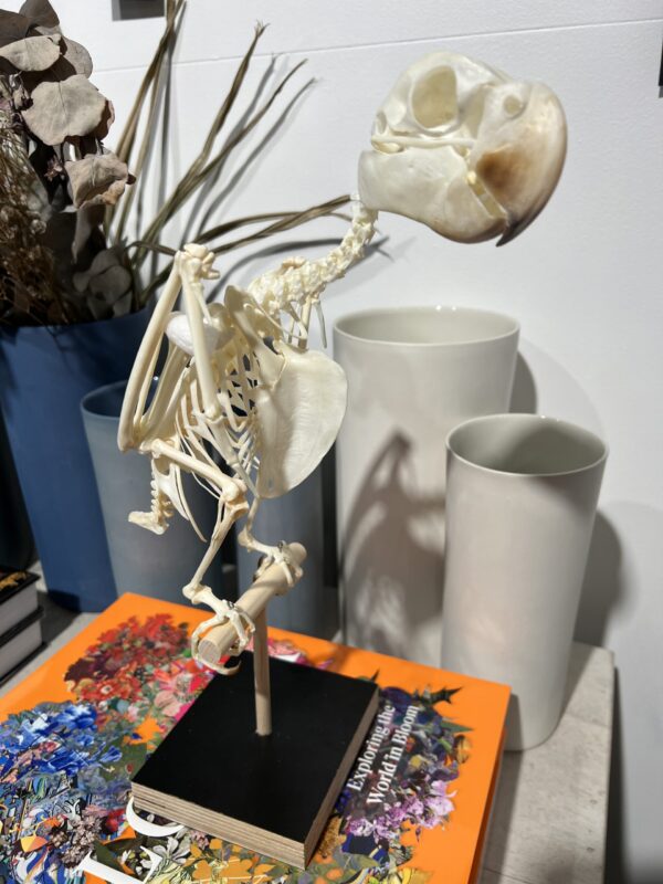 Female Black Cockatoo Skeleton