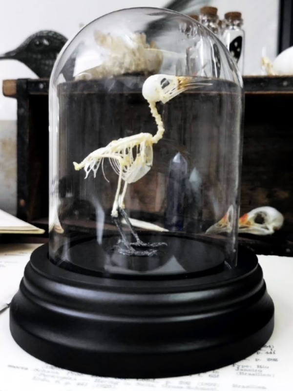 Iora Bird Skeleton in Glass Bell Jar