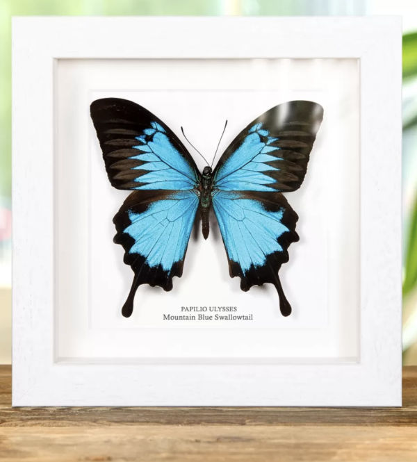 Mountain Blue Swallowtail